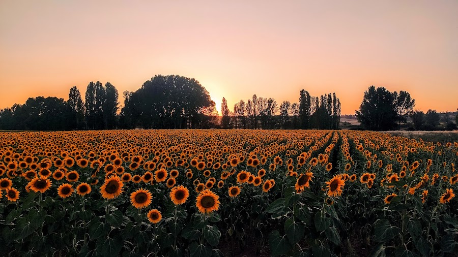 Restaurantes en Arauzo de Salce provincia de Burgos