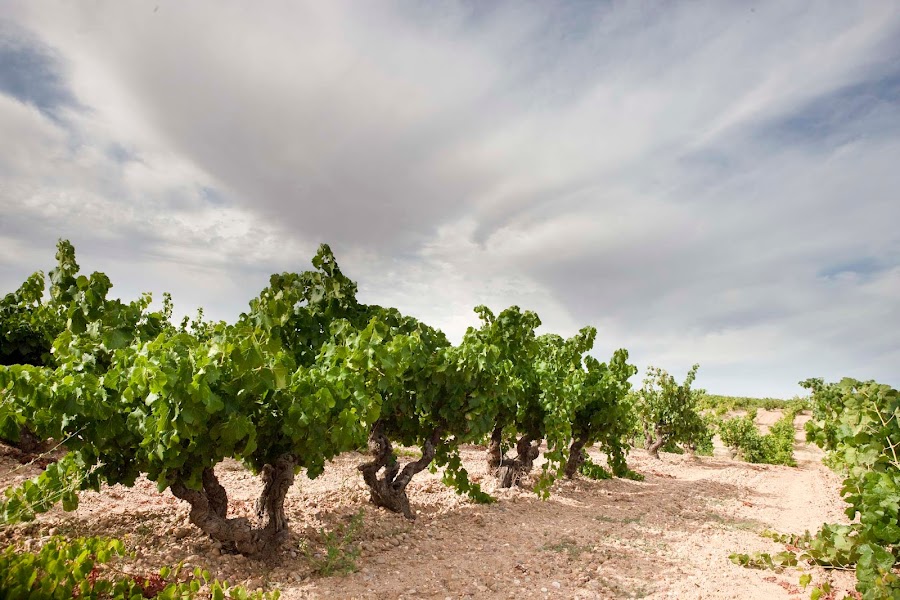 Bodegas Arrocal - Ribera del Duero