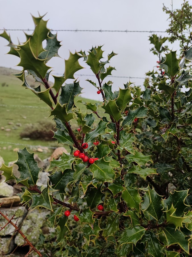 Restaurantes en Aldealices provincia de Soria