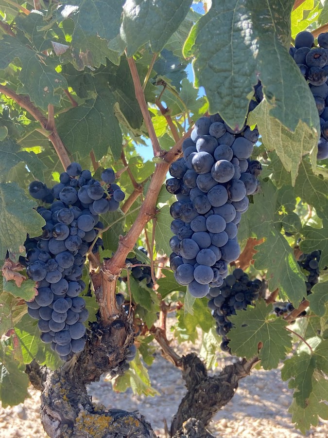 LOESS VINOS