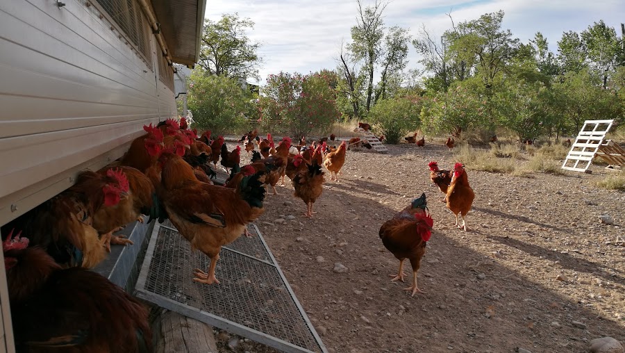 Granja Pinseque